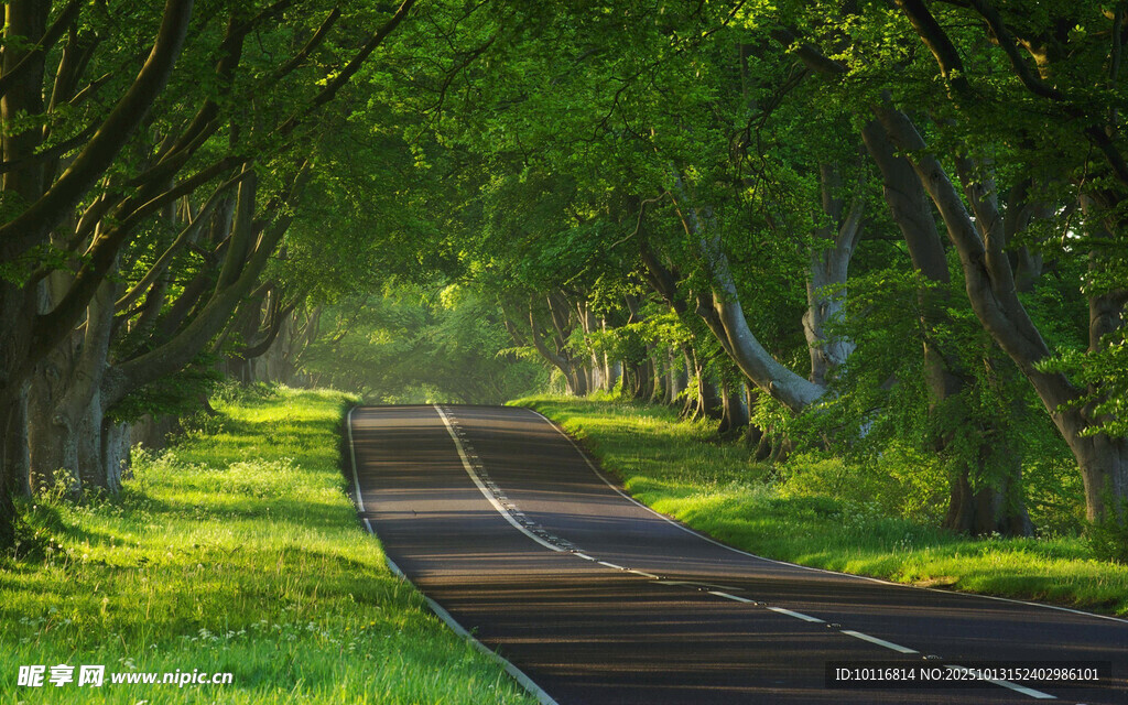 林间道路