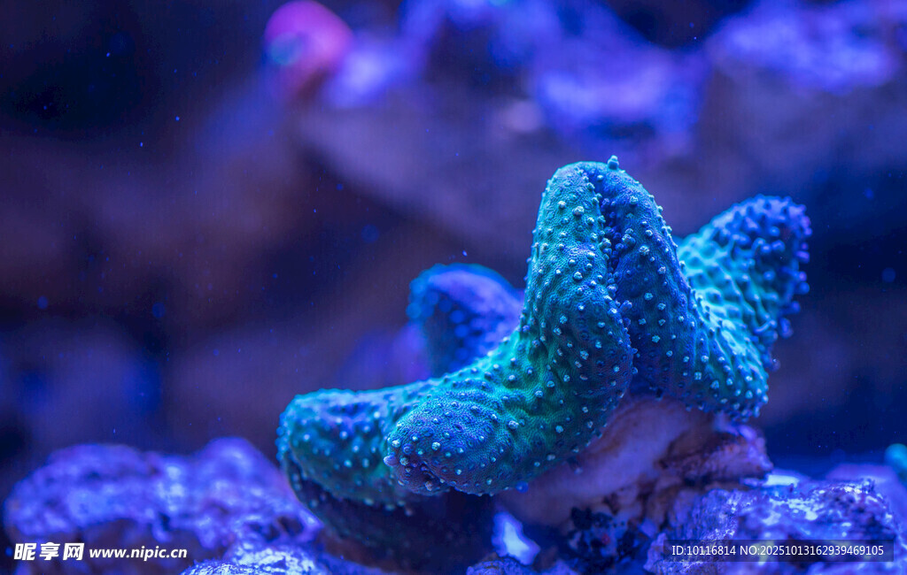 海底珊瑚