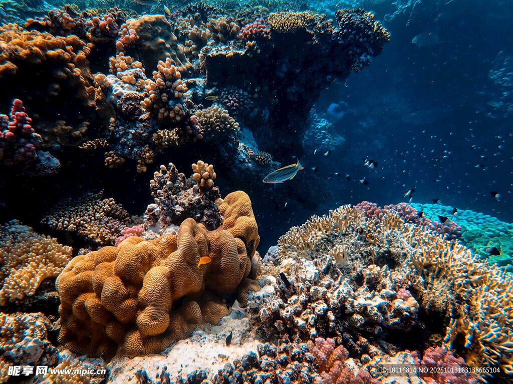 海底珊瑚