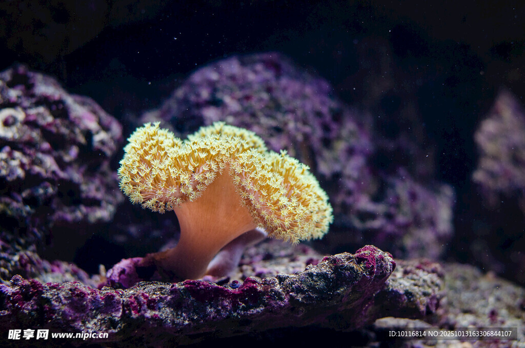 海底珊瑚