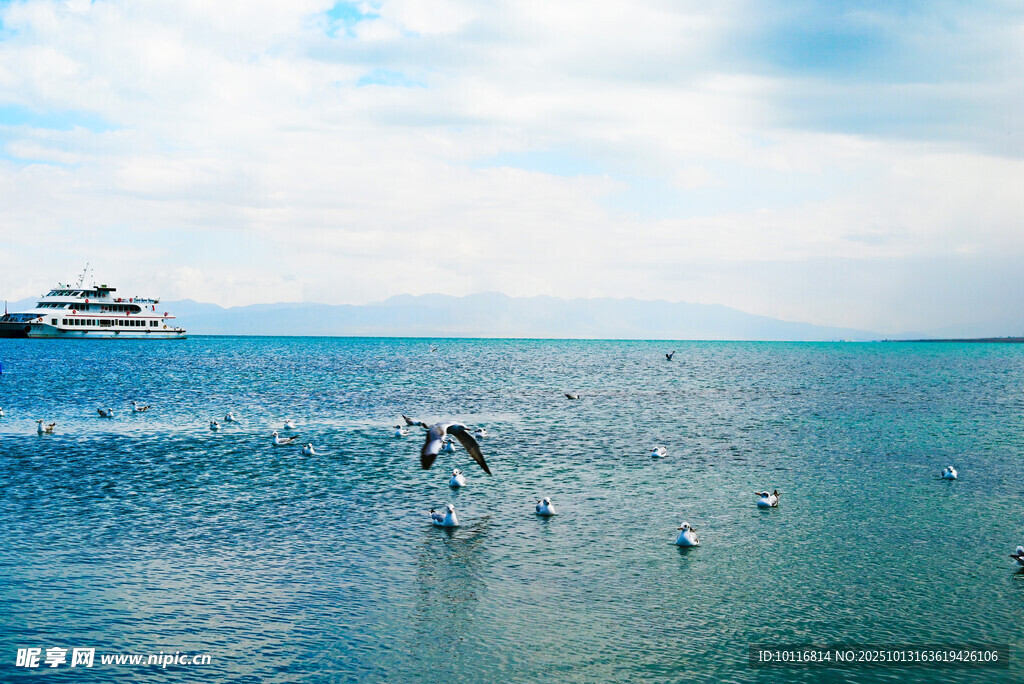 海上飞鸟