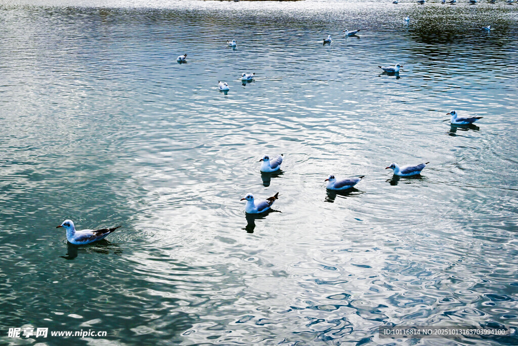 青海湖