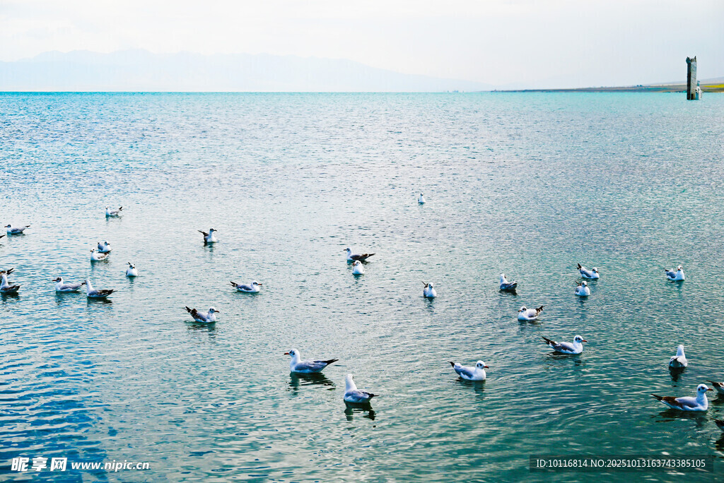 海面海鸥
