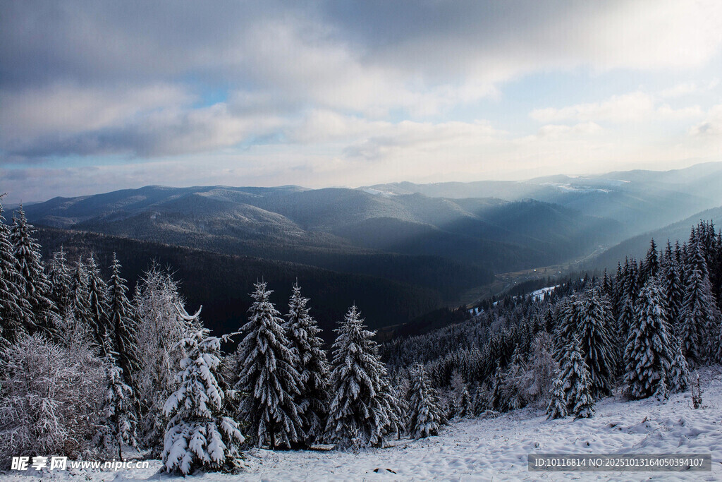 雪山林
