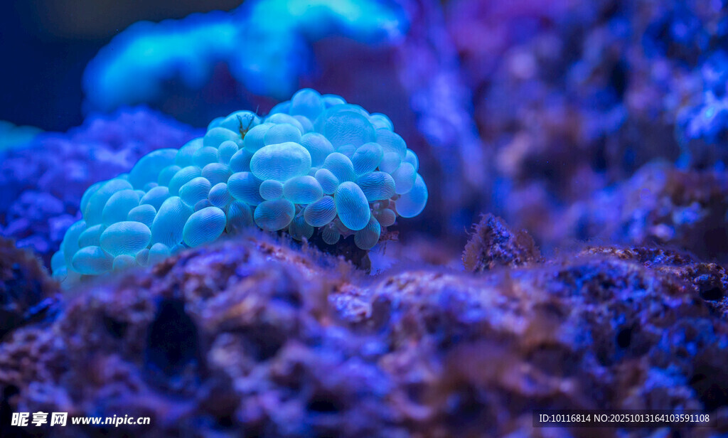 海底珊瑚