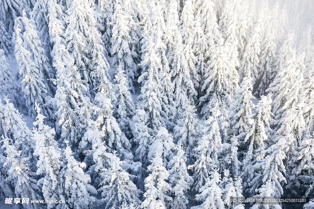 雪松林