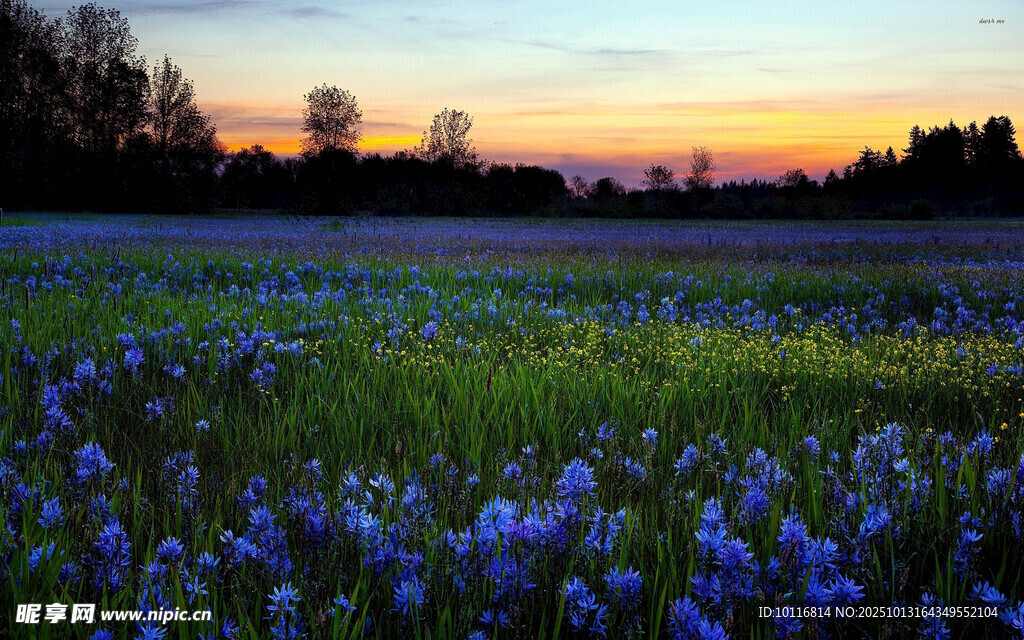 花海美景
