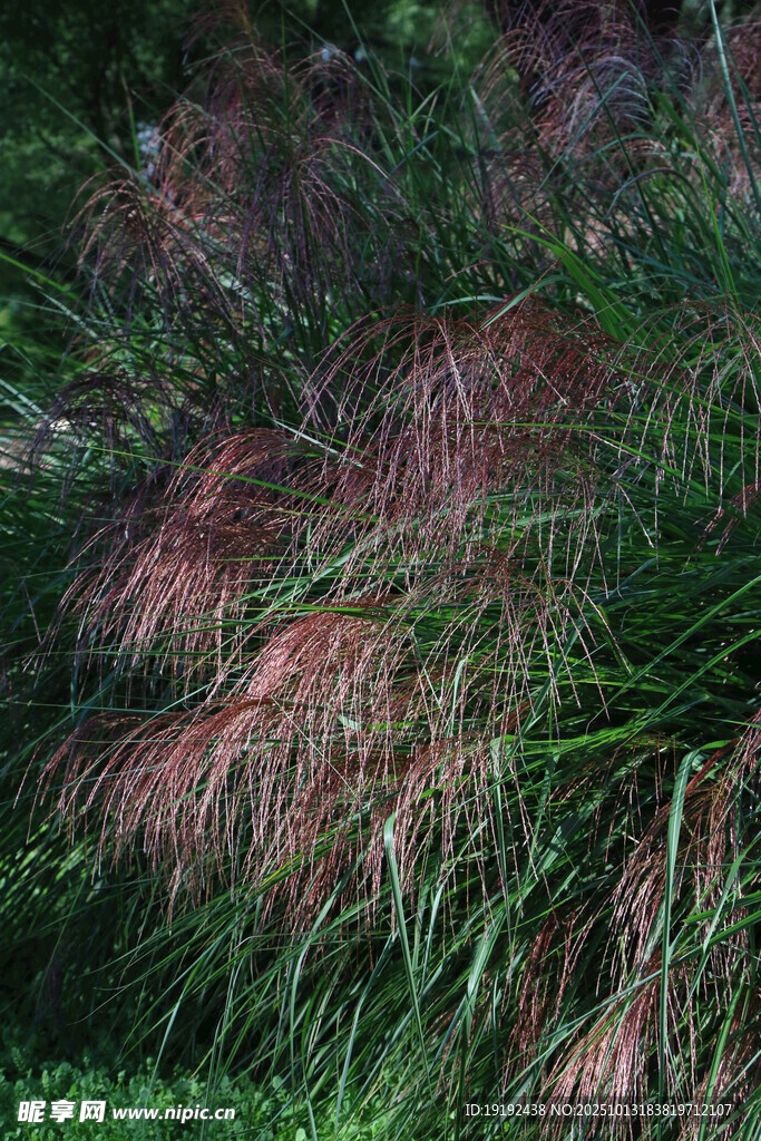 芒草  