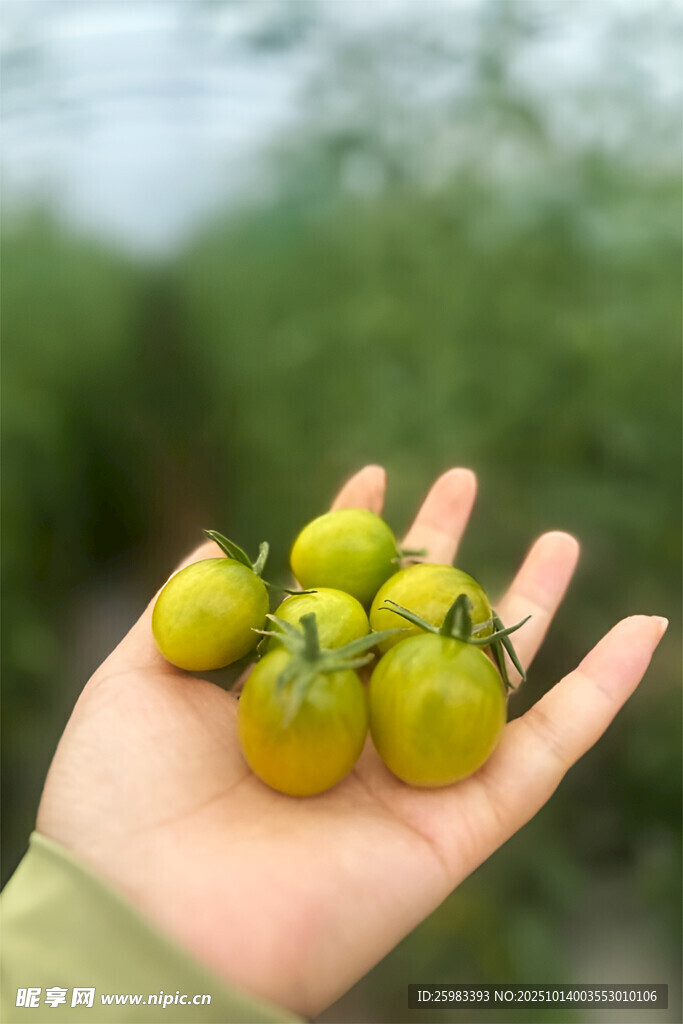 樱桃番茄