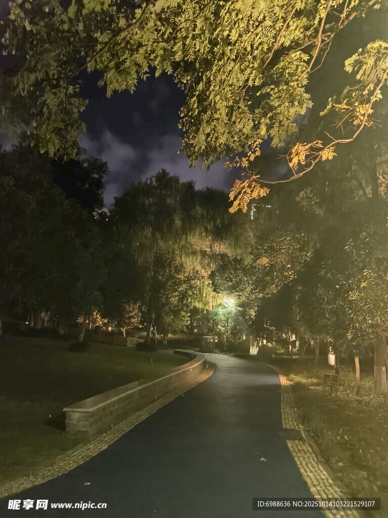 夜晚林间小路的静谧景致