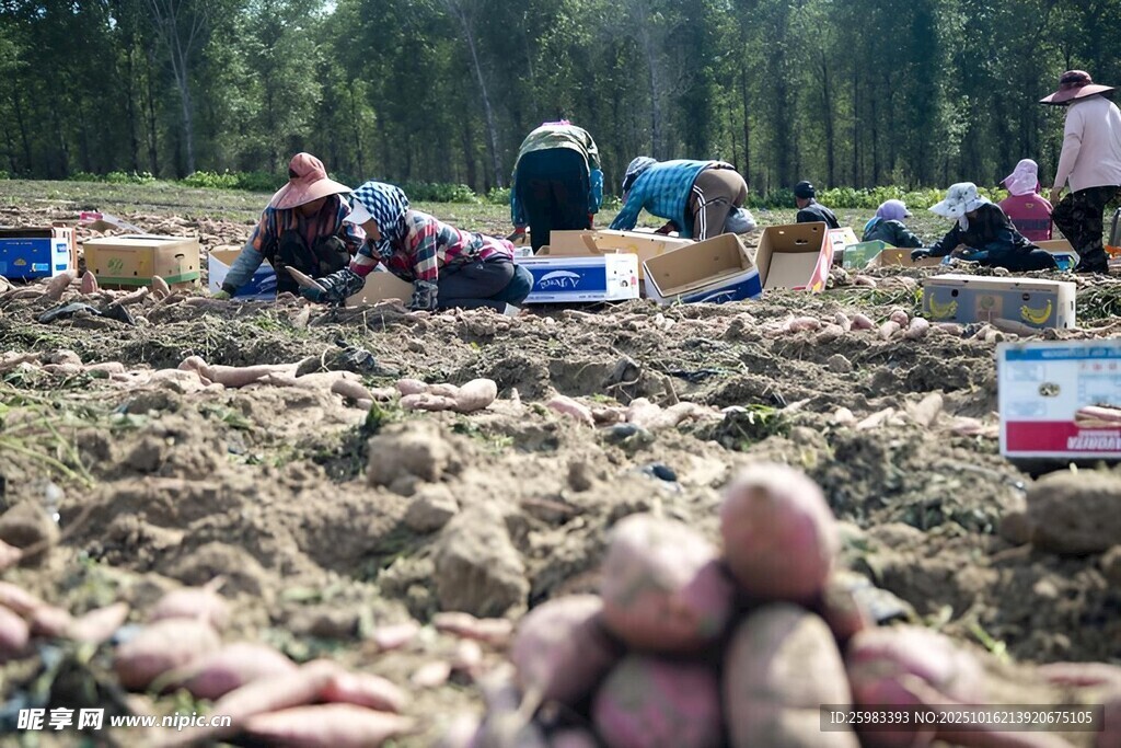 红薯栽培