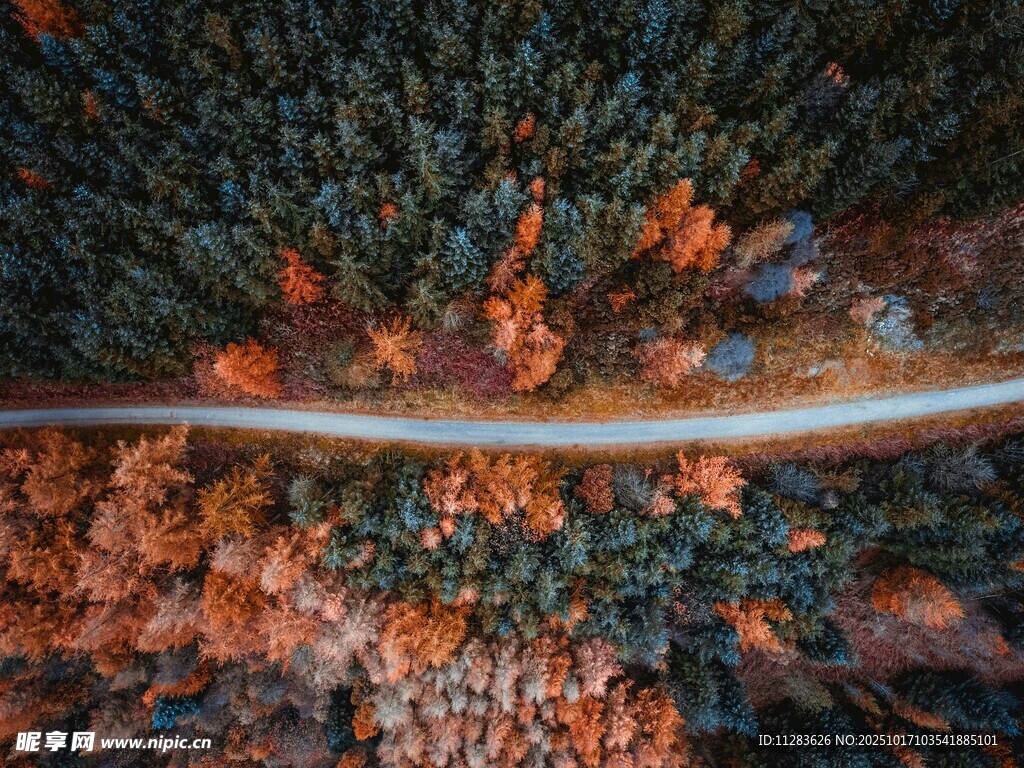 秋日林间蜿蜒公路美景