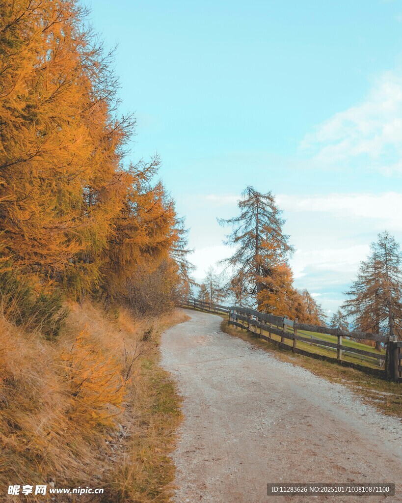秋日林间小路风景