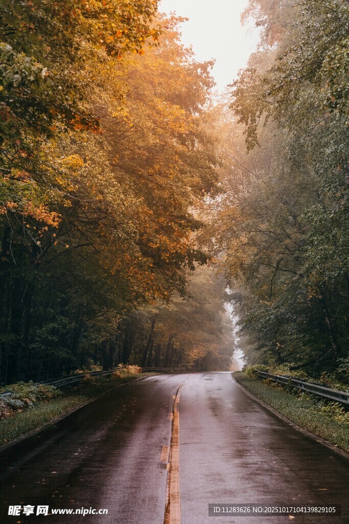 秋日林荫湿路美景