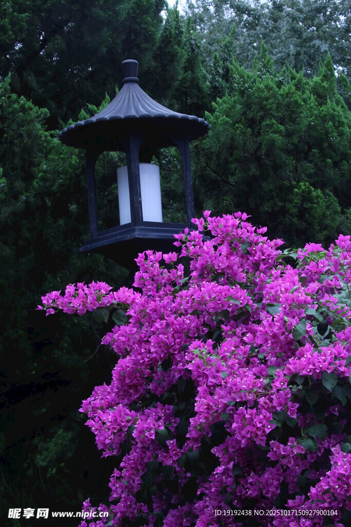 三角梅 