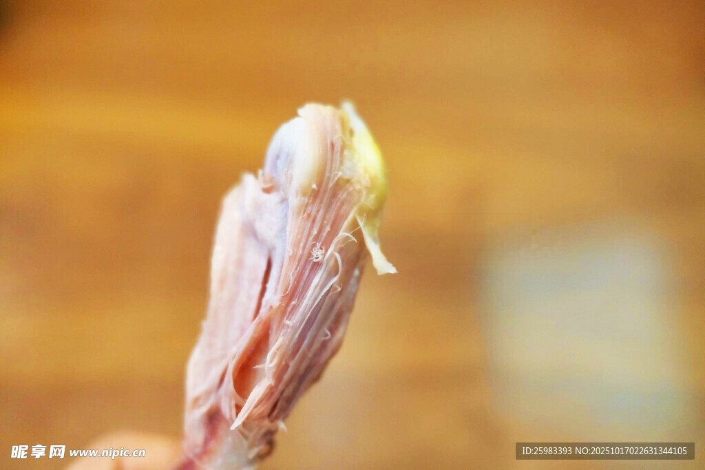 含苞待放的花朵