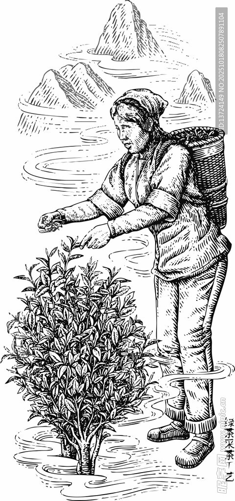 手绘采茶