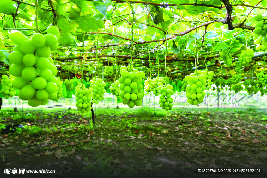翠绿葡萄藤下的累累硕果