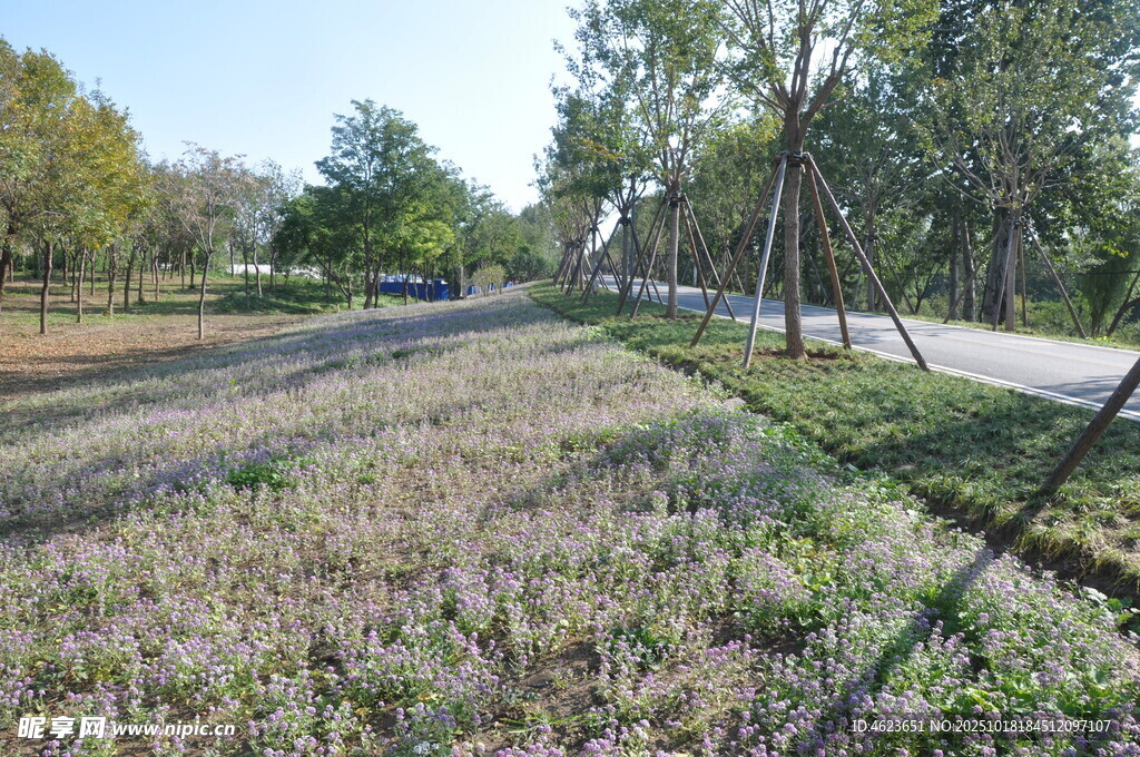 秋日林间草地小路风景