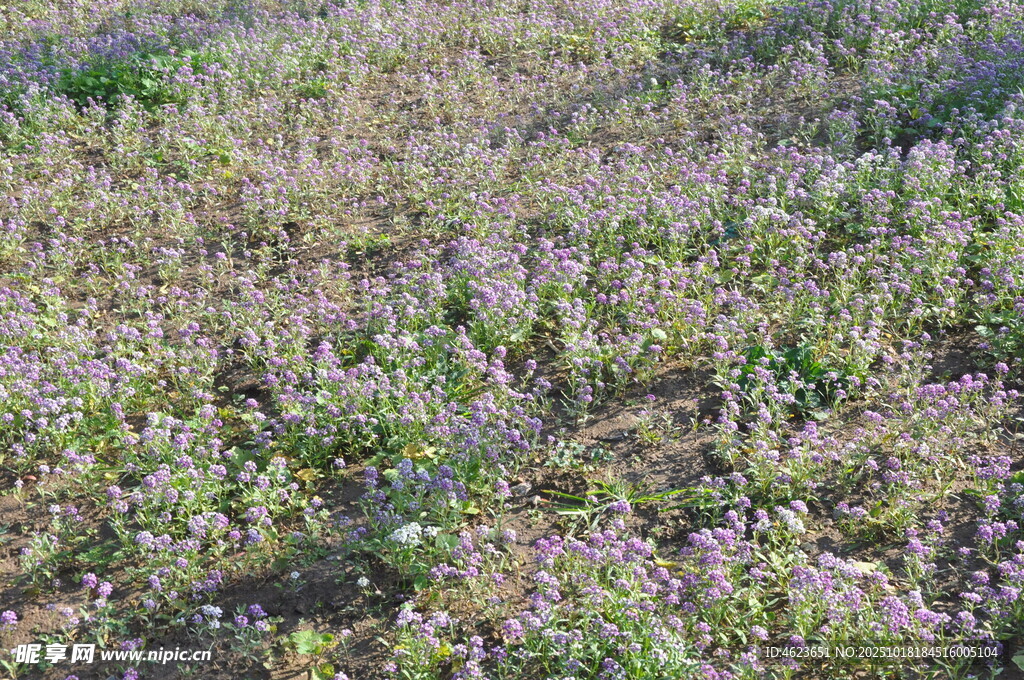 紫色小花覆盖的草地香雪球