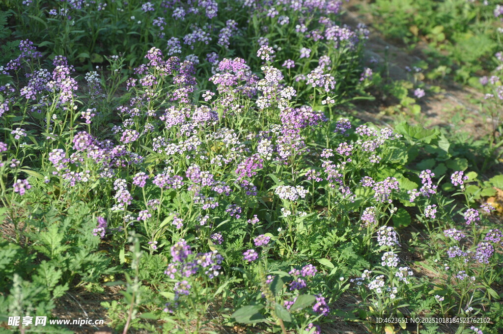 草丛中的紫色小花香雪球