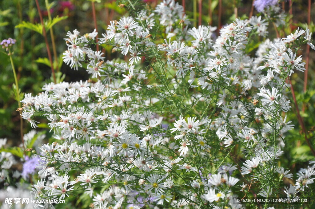 柳叶白菀白色小花植物特写
