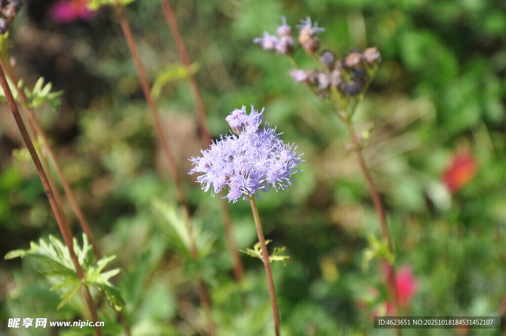紫色小花绽放于草丛间