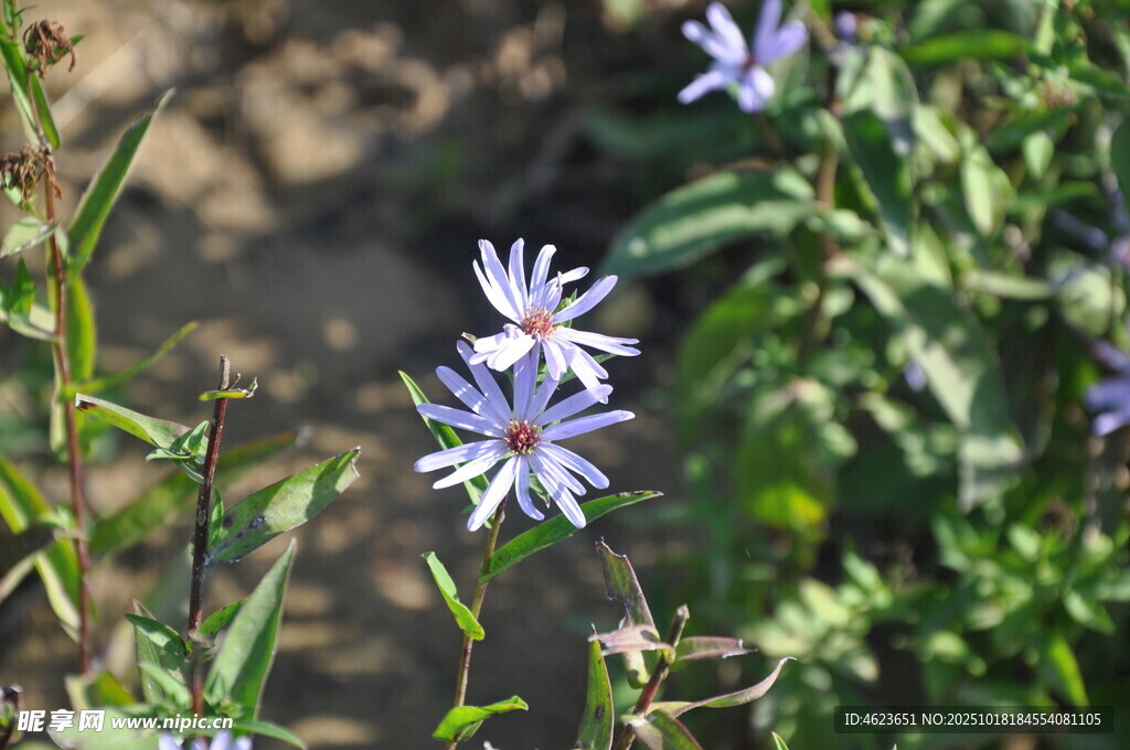 蓝紫色小花绽放于绿野