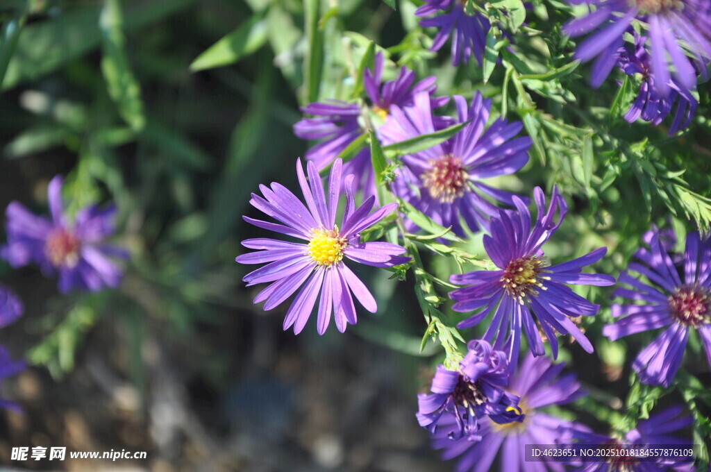 紫色小花绽放枝头