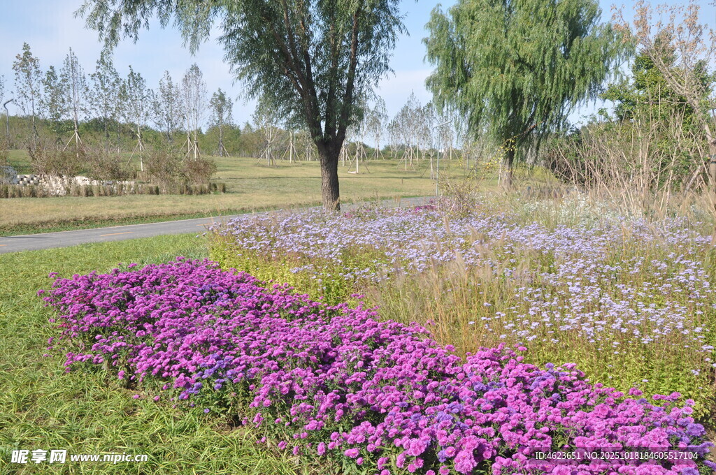 繁花绿地中的清新自然景致