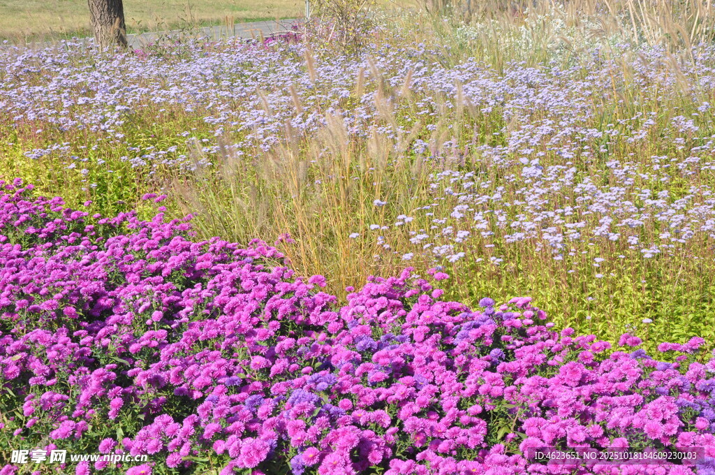 紫色花海自然美丽景致