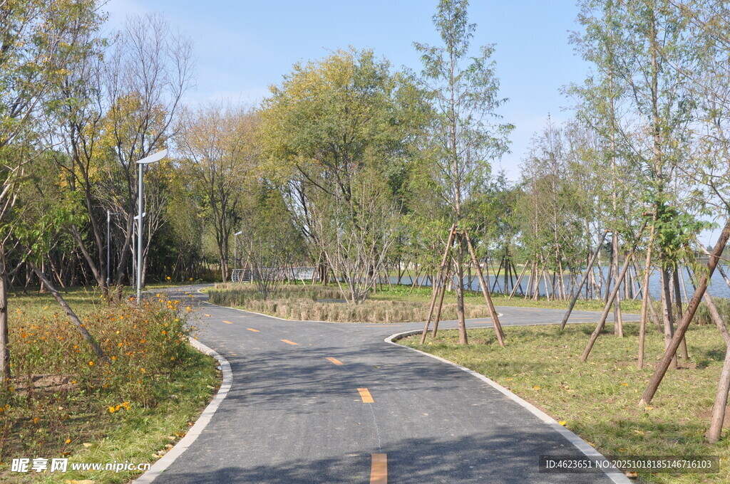 蜿蜒林间小路的自然景致
