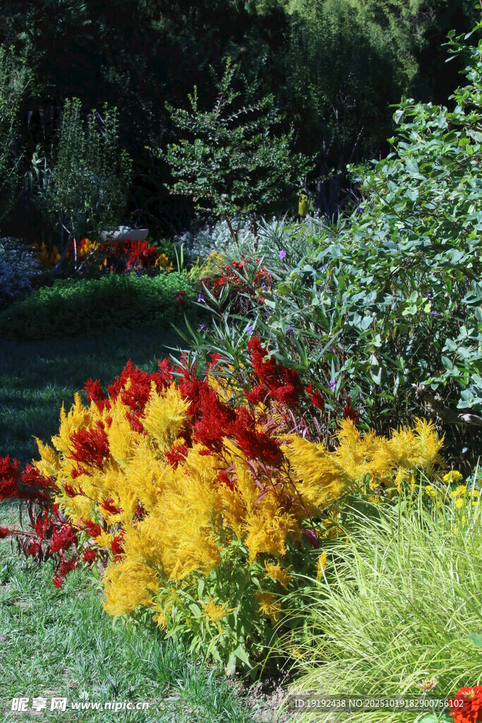 鸡冠花 