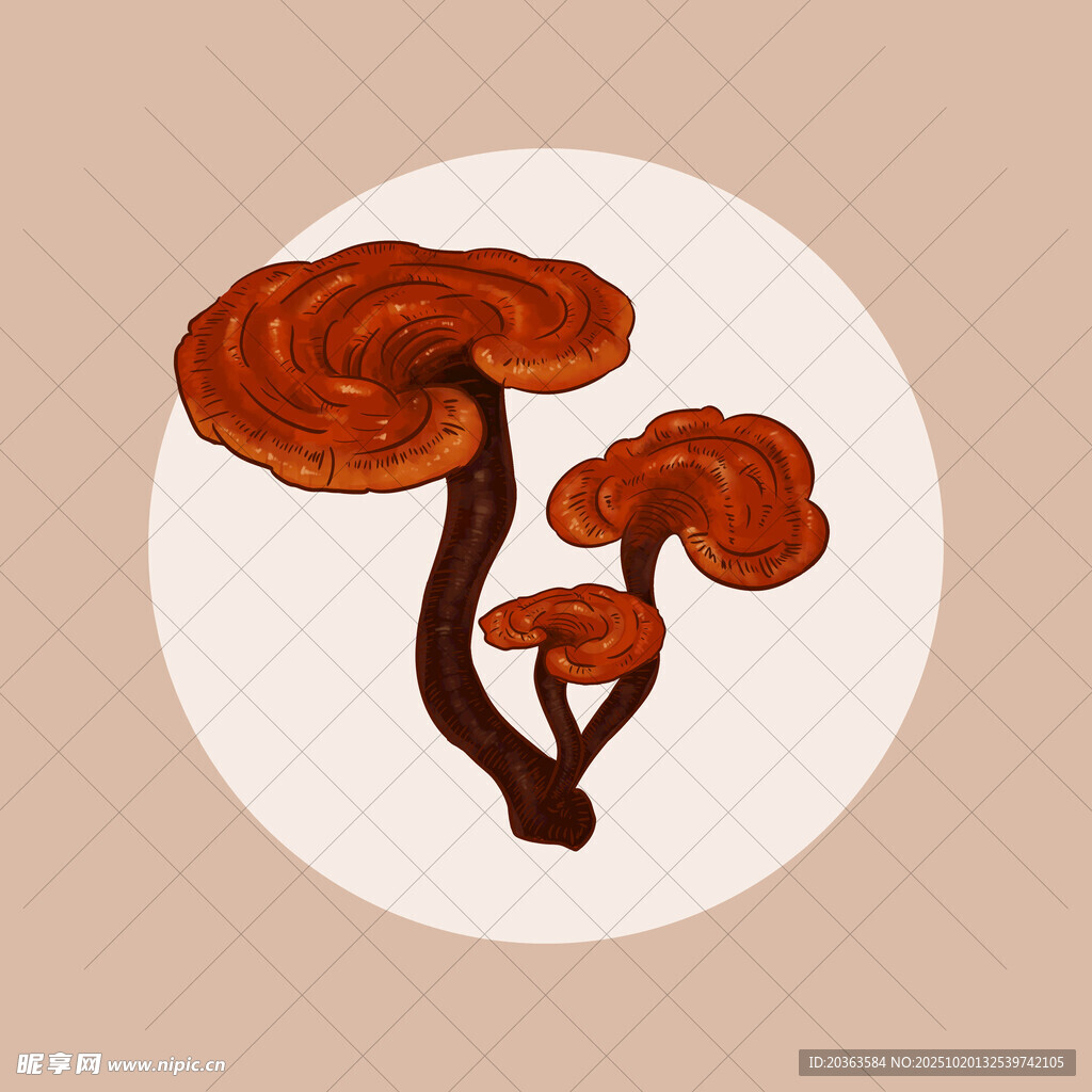 手绘灵芝插画