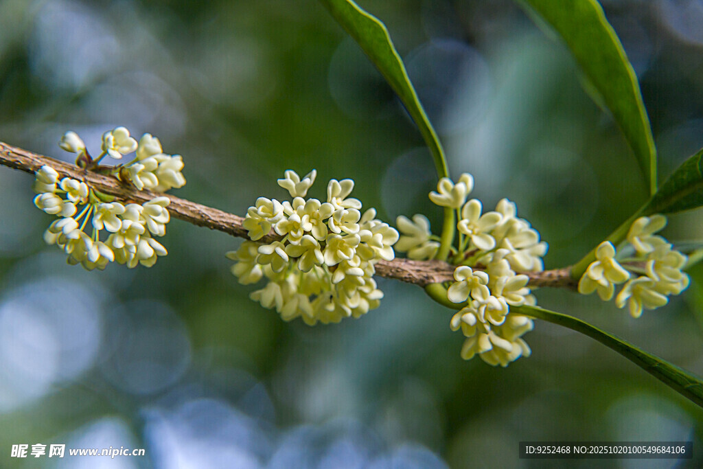 桂花 枝条