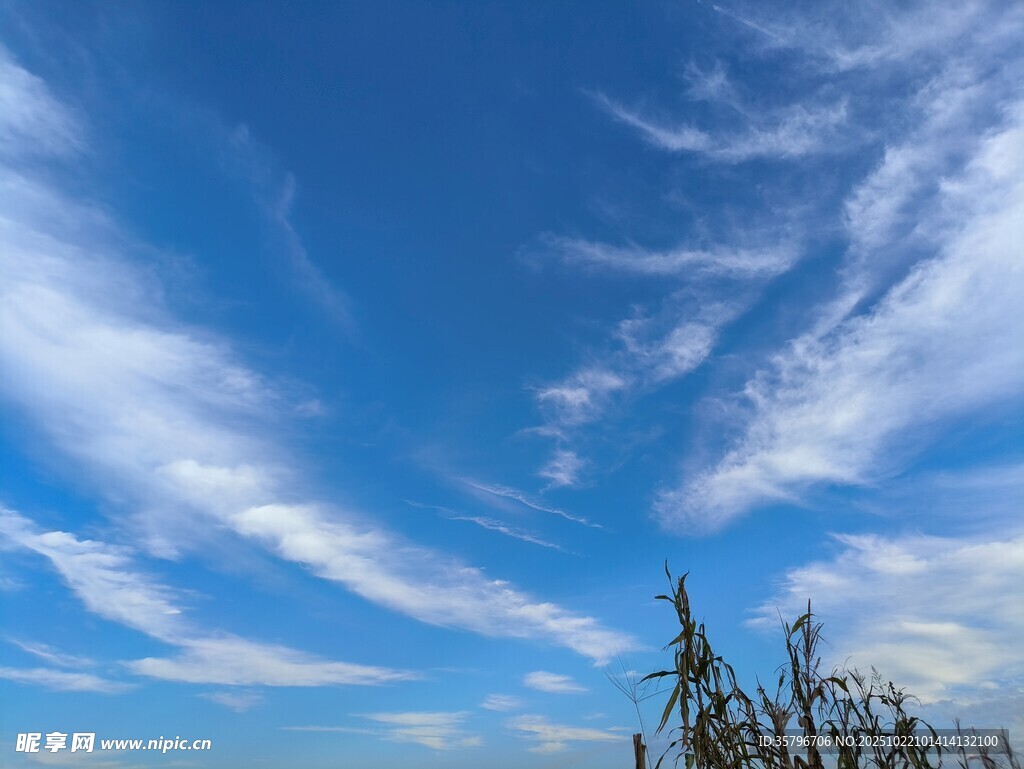 蓝天飘絮云下的树梢
