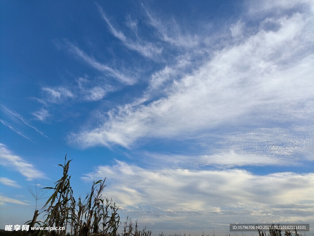 蓝天之下的芦苇与云朵