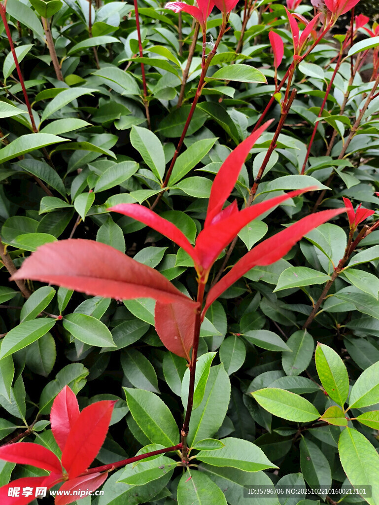 红绿叶植物特写