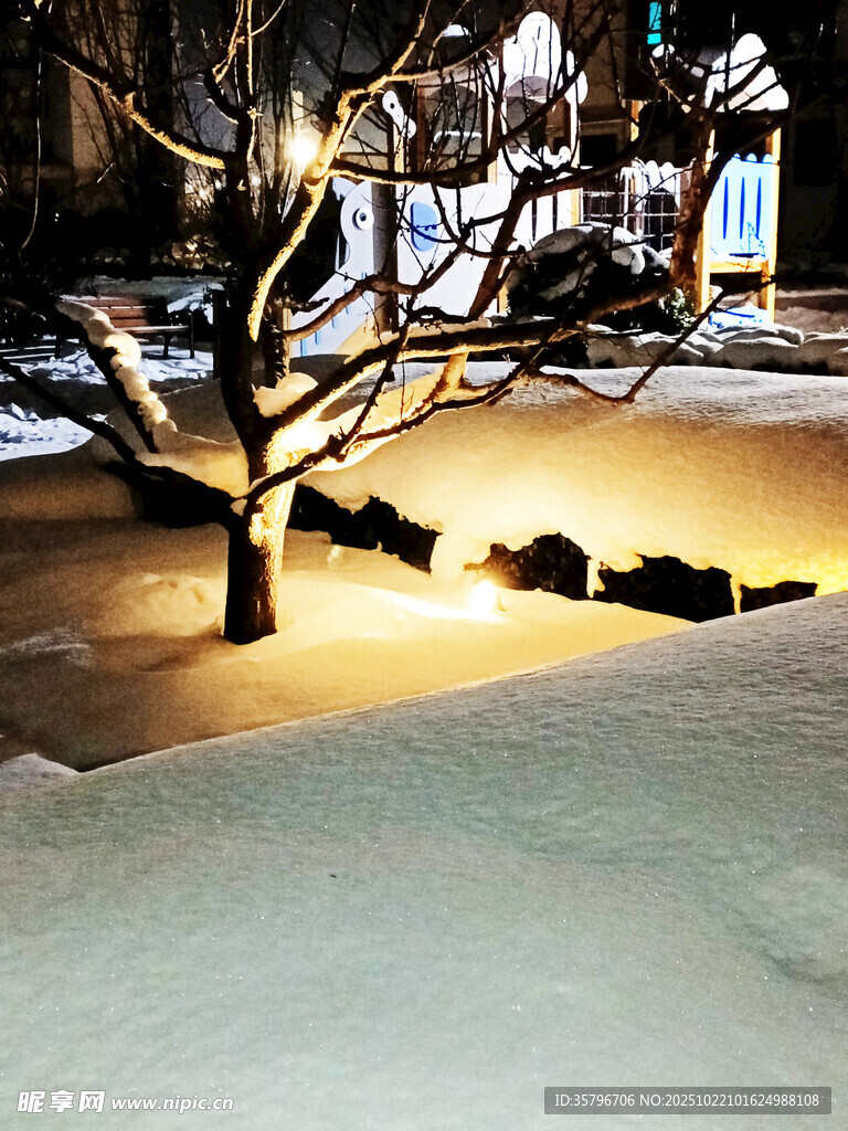 冬夜雪景中的光秃树木