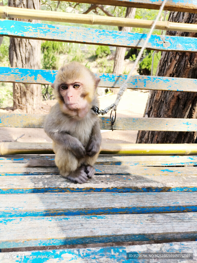 木台上的可爱小猴子