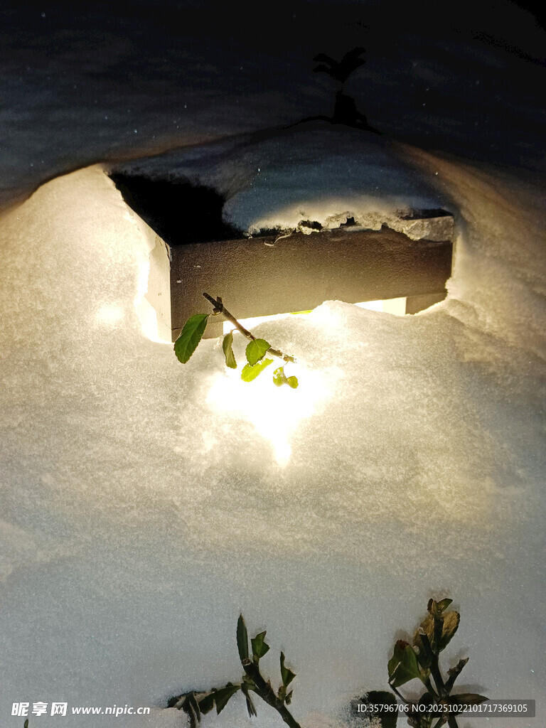 雪夜中微光映照的绿植