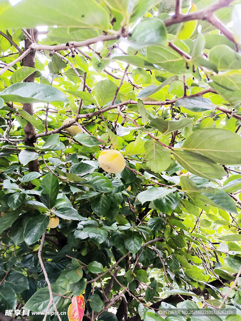 繁茂绿植中的多彩柿子景象