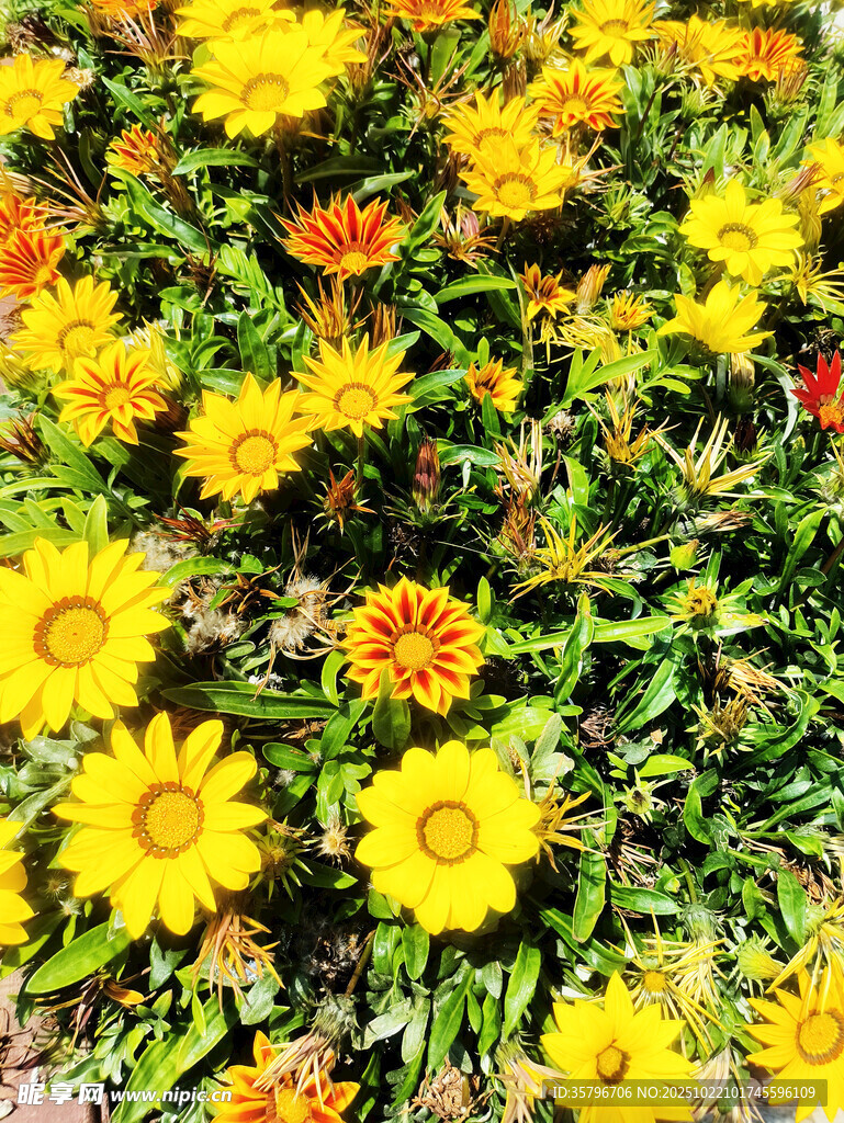 灿烂太阳黄花朵朵绽放