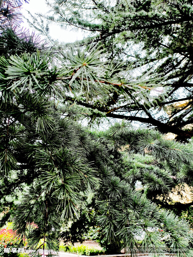 茂密松枝下的多彩景致