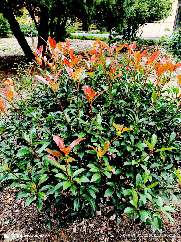 色彩斑斓的绿植景观