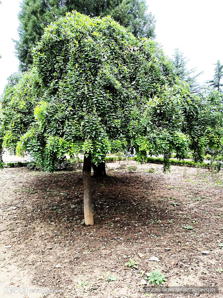 果园中的茂盛果树