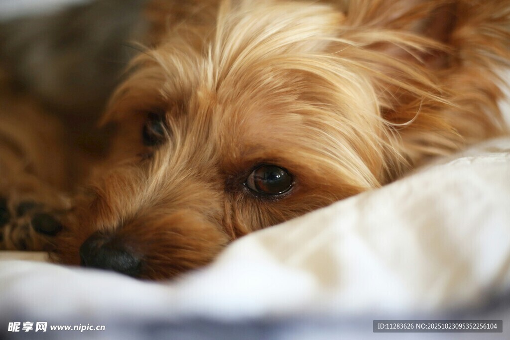 趴着的可爱约克夏犬
