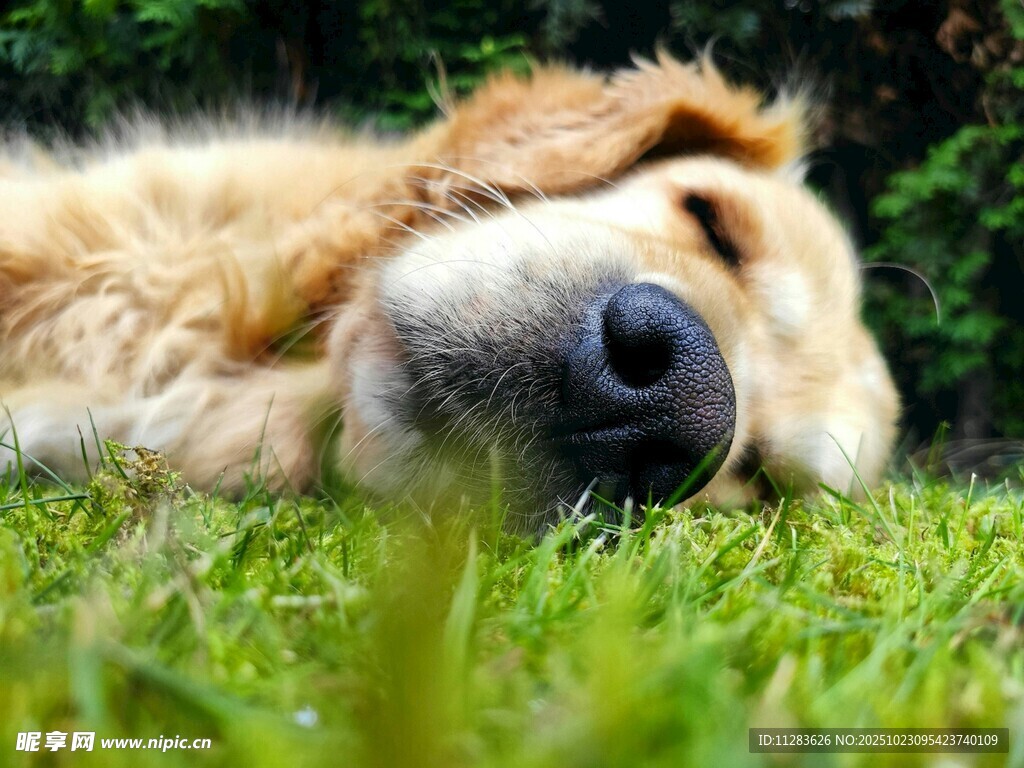 金毛犬惬意躺卧在绿草地上