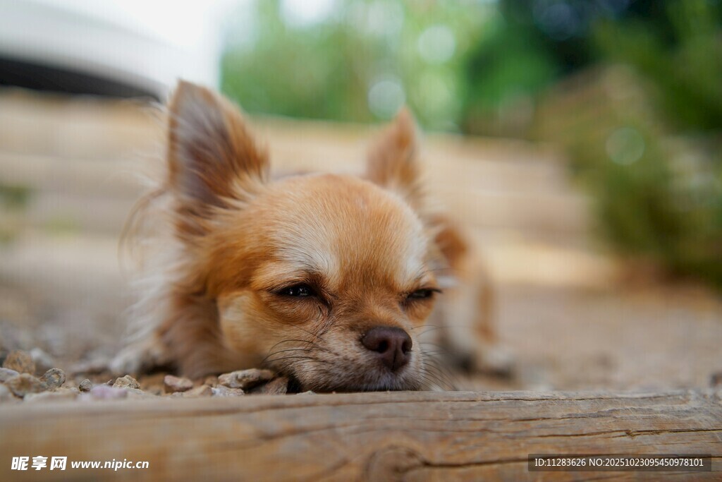 趴着的吉娃娃犬