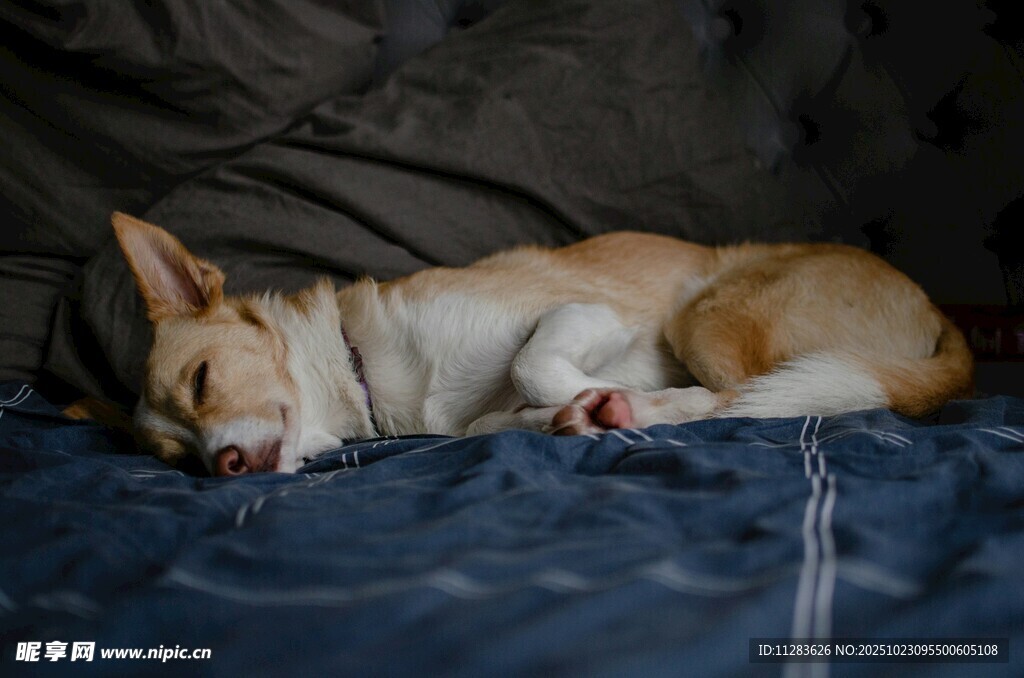 熟睡的柯基犬